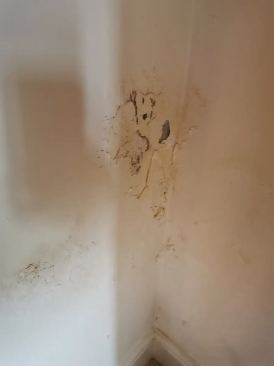Damp staining tracking up a cold corner